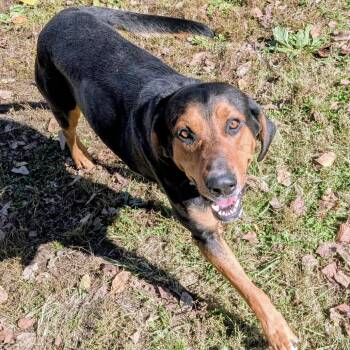 Rescue Mixed Breed Dogs for Adoption in Jeffersonville, Indiana - Jake | PetCurious