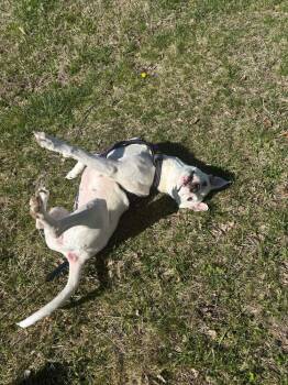 Pit Bull Terrier and American Staffordshire Terrier Dogs Available for Adoption - Charlie  (F 2026) | PetCurious