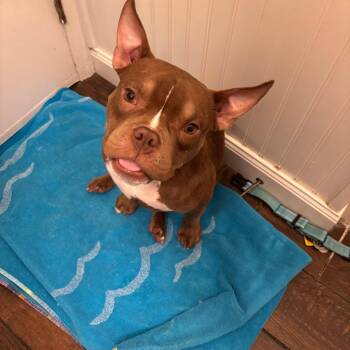 Mac -  American Bully Dog for Adoption in Cleveland, Ohio - Mac | PetCurious