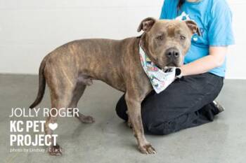 Jolly Roger -  Pit Bull Terrier and Mixed Breed Dog for Adoption in Kansas City, Missouri - Jolly Roger | PetCurious