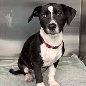 FOSTER NEEDED - Daisy -  Chihuahua and Dachshund Dog for Adoption - FOSTER NEEDED - Daisy | PetCurious
