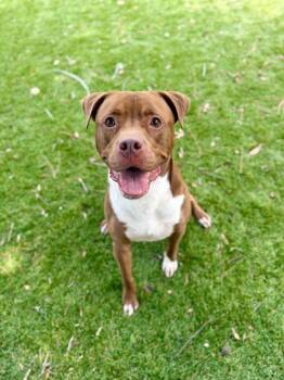Mixed Breed Dogs Available for Adoption in Daytona Beach, Florida - Tanker - 2 | PetCurious