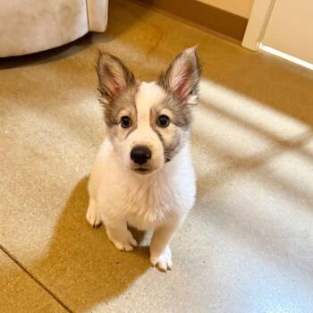 Noah -  Alaskan Malamute and Husky Dog for Adoption in Agoura Hills, California - Noah | PetCurious