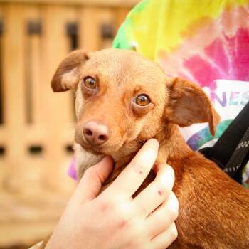 Cocoa Pebbles -  Rat Terrier and Dachshund Dog for Adoption in Hattiesburg, Mississippi - Cocoa Pebbles | PetCurious