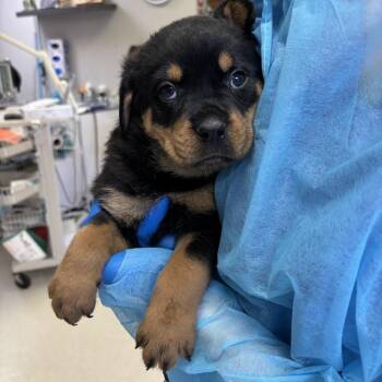 Benjamin -  Mixed Breed Dog for Adoption in Indianapolis, Indiana - Benjamin | PetCurious