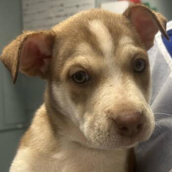 Shepherd Dogs Available for Adoption - French Cruller | PetCurious