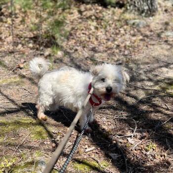 Mixed Breed Dogs Available for Adoption in Bedford, New Hampshire - Paul Mitchell | PetCurious