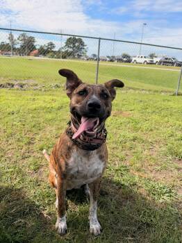 Lolli Lobster -  Catahoula Leopard Dog Dog for Adoption in Havelock, North Carolina - Lolli Lobster | PetCurious
