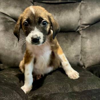 Gilmore -  Australian Cattle Dog Blue Heeler and Border Collie Dog for Adoption in Minneapolis, Minnesota - Gilmore | PetCurious