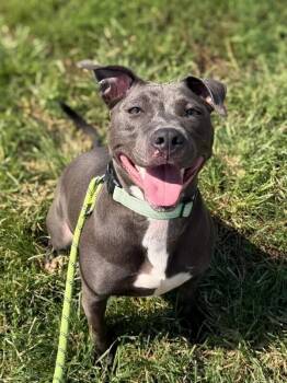 Snack Wrap -  Mixed Breed Dog for Adoption in Cincinnati, Ohio - Snack Wrap | PetCurious