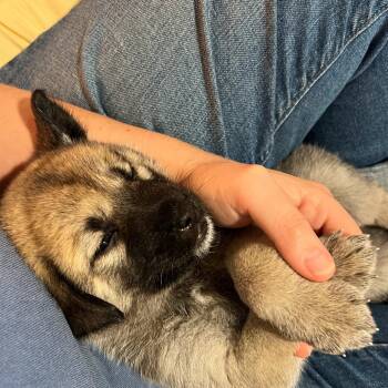Neva -  Shepherd and Mixed Breed Dog for Adoption in Austin, Texas - Neva | PetCurious