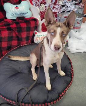 Rescue Husky Dogs for Adoption - Luna Brigitte | PetCurious