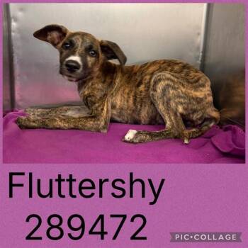 FLUTTERSHY -  Mixed Breed Dog for Adoption in Macon, Georgia - FLUTTERSHY | PetCurious