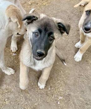 Anatolian Shepherd Dogs Available for Adoption - Shena | PetCurious
