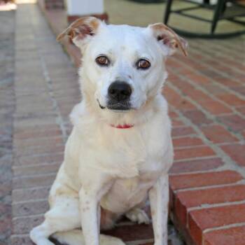 Mixed Breed Dogs Available for Adoption - Snowflake S1 | PetCurious