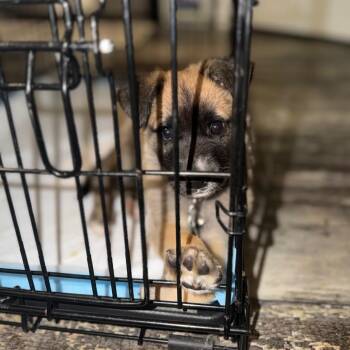 Fern -  Mixed Breed Dog for Adoption in Buffalo, Minnesota - Fern | PetCurious