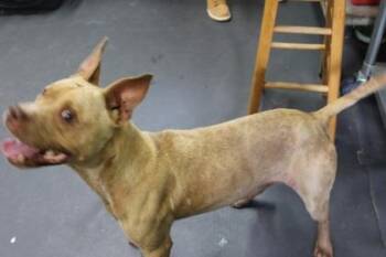 Layla -  Terrier and Mixed Breed Dog for Adoption in Picayune, Mississippi - Layla | PetCurious
