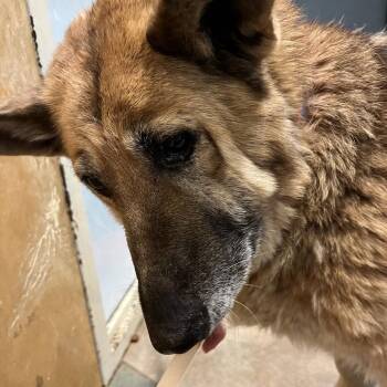 Mixed Breed Dogs Available for Adoption in Chattanooga, Tennessee - Dora | PetCurious