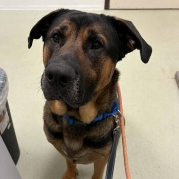 Mixed Breed Dogs Available for Adoption in Ballston Spa, New York - Bane | PetCurious