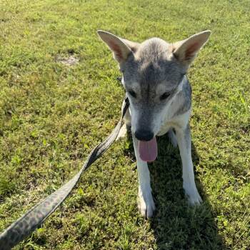 Husky Dogs Available for Adoption in Muldrow, Oklahoma - Rocky | PetCurious