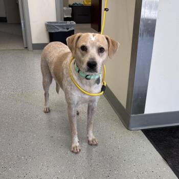Buddy Bear -  Hound and Retriever Dog for Adoption in Galax, Virginia - Buddy Bear | PetCurious