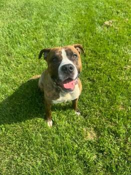 Rocky -  Pit Bull Terrier and Mixed Breed Dog for Adoption in Marion, Ohio - Rocky | PetCurious
