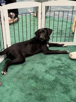 Elio FH -  Spitz and Shepherd Dog for Adoption in Sanford, Florida - Elio FH | PetCurious