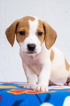 Mario Litter - Donkey Kong -  Dachshund and Mixed Breed Dog for Adoption in Savage, Minnesota - Mario Litter - Donkey Kong | PetCurious