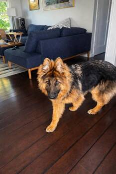German Shepherd Dog Dogs Available for Adoption in Seattle, Washington - Leah | PetCurious