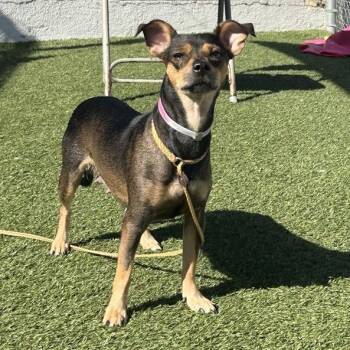 Deli -  Chihuahua Dog for Adoption in Hawthorne, California - Deli | PetCurious