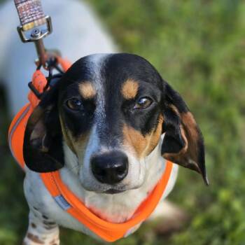 Miniature Dachshund Dogs Available for Adoption in Baton Rouge, Louisiana - Melly | PetCurious