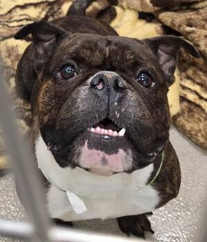 26-274 Lotto -  American Bully Dog for Adoption in Lindenhurst, New York - 26-274 Lotto | PetCurious