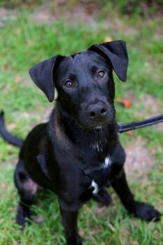 Hawk -  Pit Bull Terrier and Labrador Retriever Dog for Adoption in Winnabow, North Carolina - Hawk | PetCurious