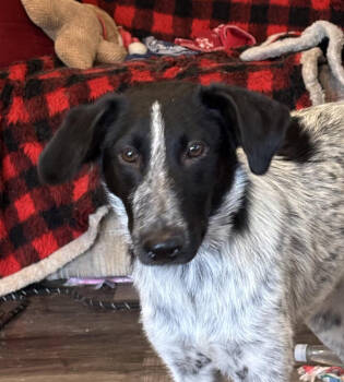 Rescue Mixed Breed Dogs for Adoption in Seattle, Washington - Stevie | PetCurious