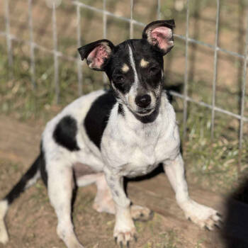 Rescue Rat Terrier Dogs for Adoption in Anahuac, Texas - Queenie - PW1457 | PetCurious