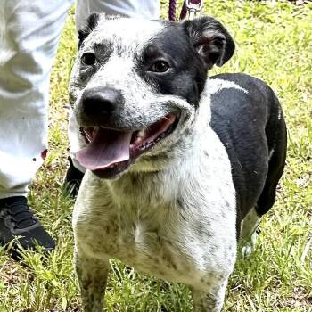 Chip -  Australian Cattle Dog Blue Heeler and German Shorthaired Pointer Dog for Adoption in Andover, Massachusetts - Chip | PetCurious