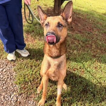 Sterling -  German Shepherd Dog and Mixed Breed Dog for Adoption in Franklin, North Carolina - Sterling | PetCurious
