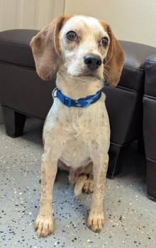 Rowdy -  Beagle and Mixed Breed Dog for Adoption in Yankton, South Dakota - Rowdy | PetCurious