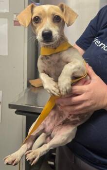 Rosita Picosa -  Chihuahua and Mixed Breed Dog for Adoption in Fresno, California - Rosita Picosa | PetCurious