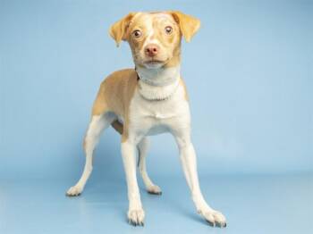 FUNKY -  Chihuahua Dog for Adoption in Phoenix, Arizona - FUNKY | PetCurious