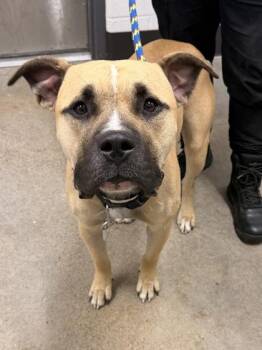 Bruno -  Pit Bull Terrier Dog for Adoption in Cleveland, Ohio - Bruno | PetCurious
