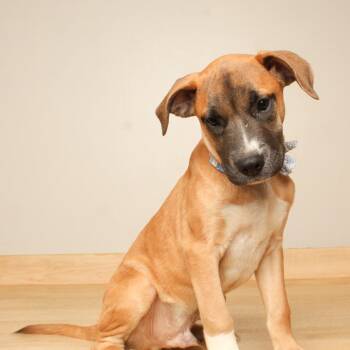 Marshall D71019 -  Boxer and Mixed Breed Dog for Adoption in Minnetonka, Minnesota - Marshall D71019 | PetCurious