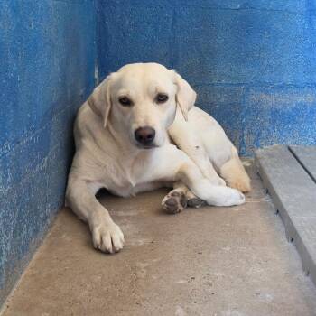 Buster -  Shepherd Dog for Adoption in Edinburg, Texas - Buster | PetCurious