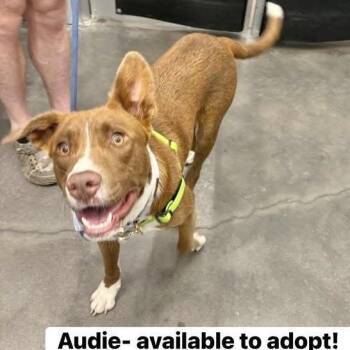Rescue Australian Shepherd Dogs for Adoption in Manchester, Connecticut - Audie | PetCurious