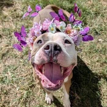 Rescue American Staffordshire Terrier Dogs for Adoption in Pittsburgh, Pennsylvania - Duchess | PetCurious
