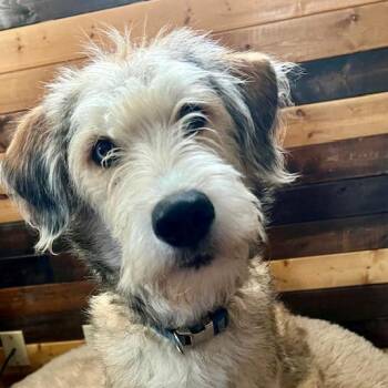 Poodle and Siberian Husky Dogs Available for Adoption - Abisko | PetCurious