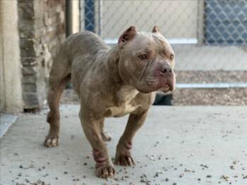 TORO -  Staffordshire Bull Terrier and Mixed Breed Dog for Adoption in Loveland, Colorado - TORO | PetCurious