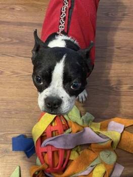 Boston Terrier Dogs Available for Adoption - Andy Andrews KY4837 | PetCurious
