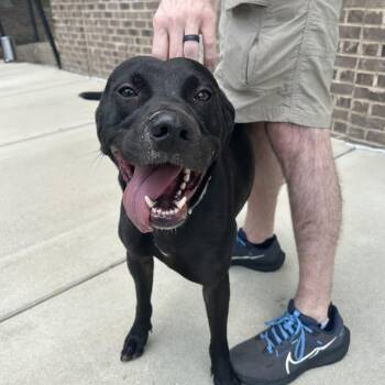 Gunner -  Mixed Breed Dog for Adoption in Alabaster, Alabama - Gunner | PetCurious