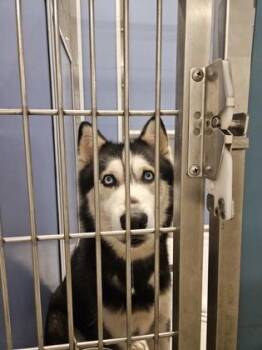 Musubi -  Husky Dog for Adoption in Honolulu, Hawaii - Musubi | PetCurious